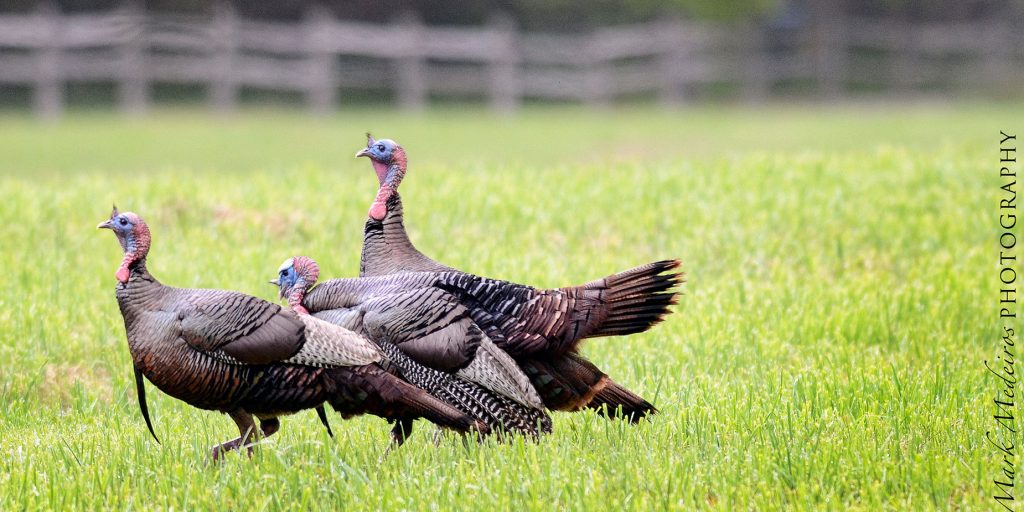 Slocum River Living, turkeys